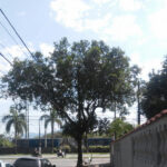 Inga laurina (ingá branco)