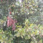 Cereja-do-rio-grande (Eugenia involucrata)