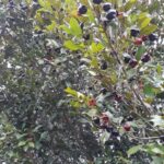 Uvaia – Fruta Nativa, delicada e aveludada