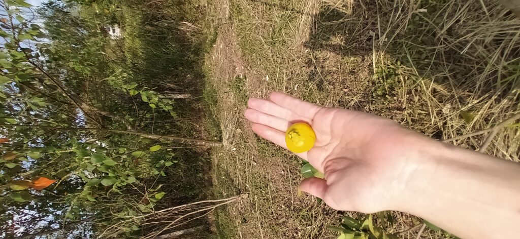 Fruto de araçá-amarelo na mão