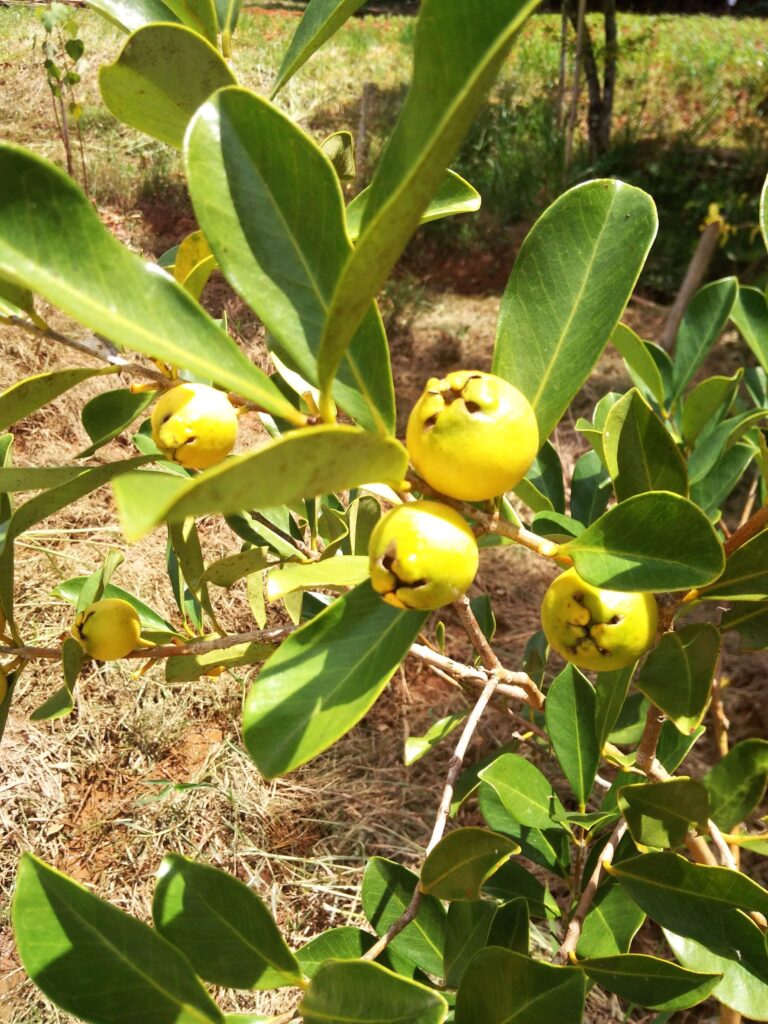 Frutos do araçá-amarelo