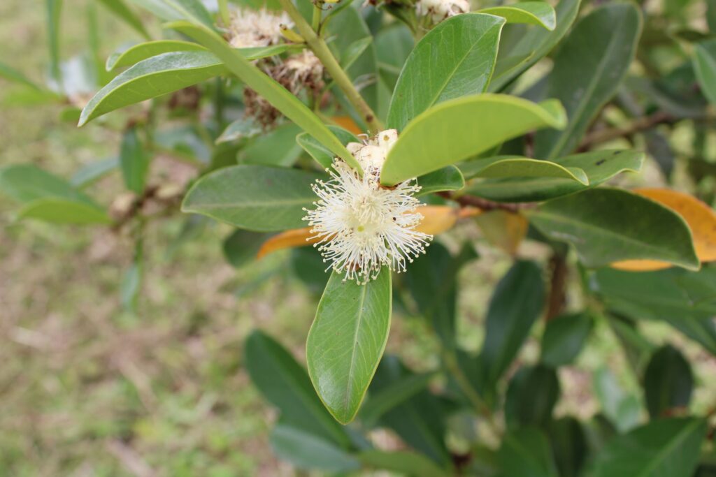 Flores do araçá-amarelo
