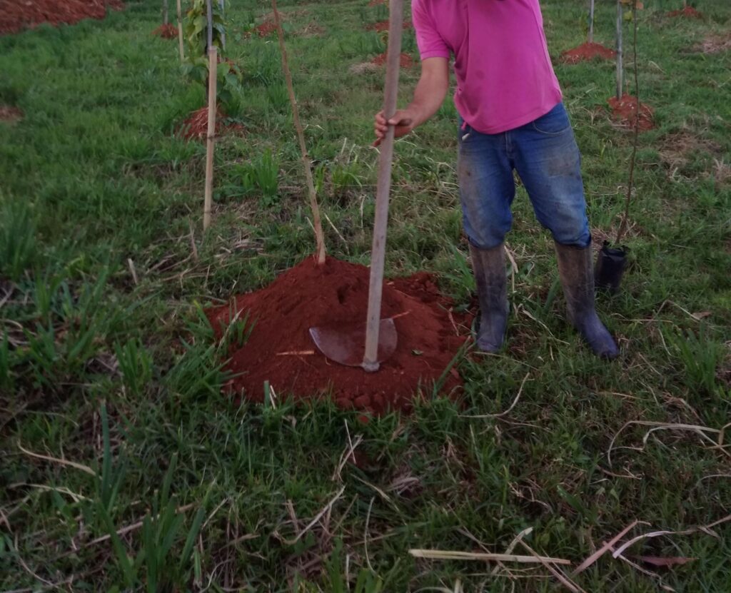 Plantio com a técnica de montículo